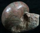 Polished Nautilus From France - Jurassic #8393-3